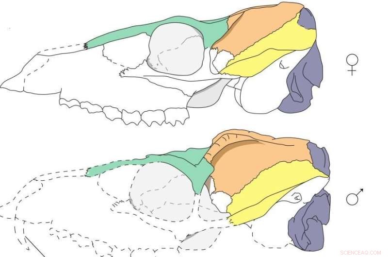 Fossil Mouse Deer: Uncovering Evolutionary Differences Between Sexes