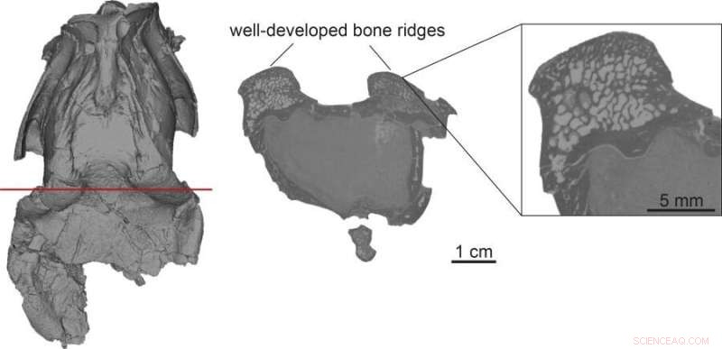 Fossil Mouse Deer: Uncovering Evolutionary Differences Between Sexes