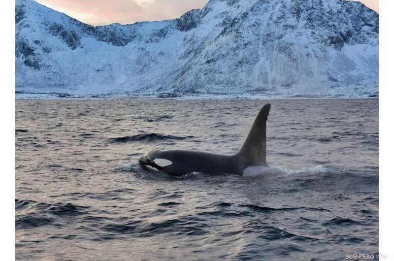 Killer Whale Diets & Climate Change: Understanding Arctic Ecosystem Impacts