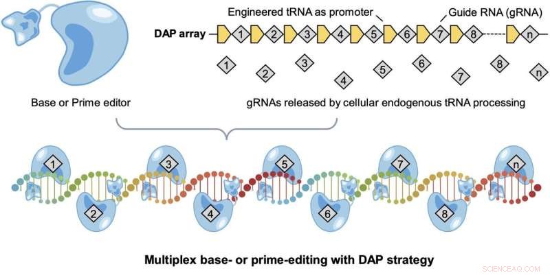 CRISPR Gene Editing Breakthrough: Rapidly Correcting Genetic Mutations