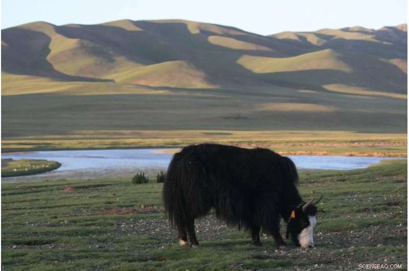 The Impact of Overgrazing on the Tibetan Ecosystem