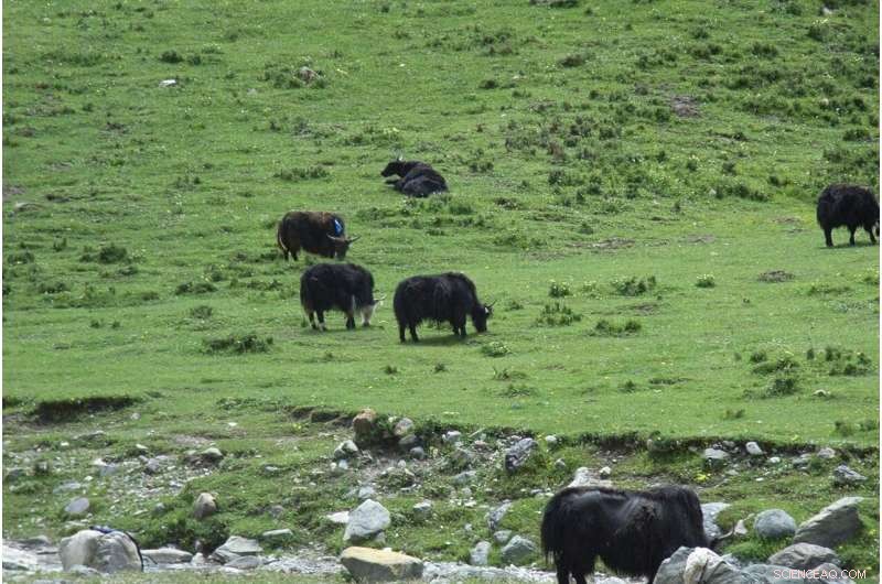The Impact of Overgrazing on the Tibetan Ecosystem