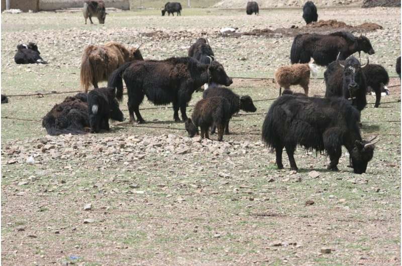The Impact of Overgrazing on the Tibetan Ecosystem