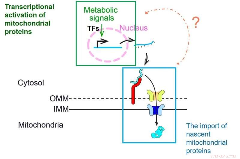 Mitochondrial Dysfunction in Aging: New Insights & Potential Fixes