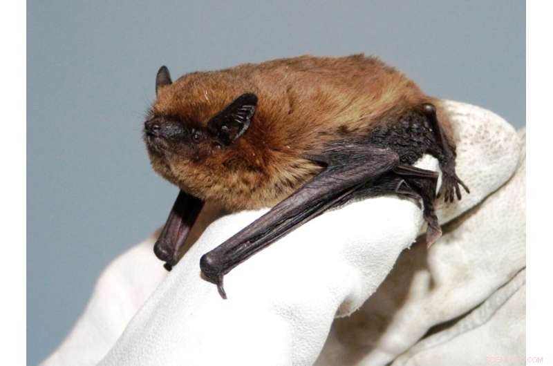 Bat COVID-19 Testing: Monitoring Pandemic Risks & Conservation