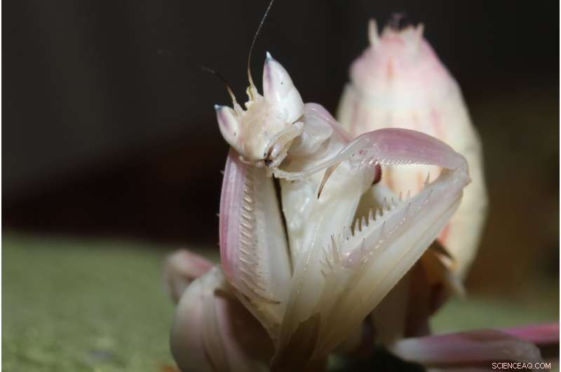 Praying Mantises as Pets: A Growing Trend?