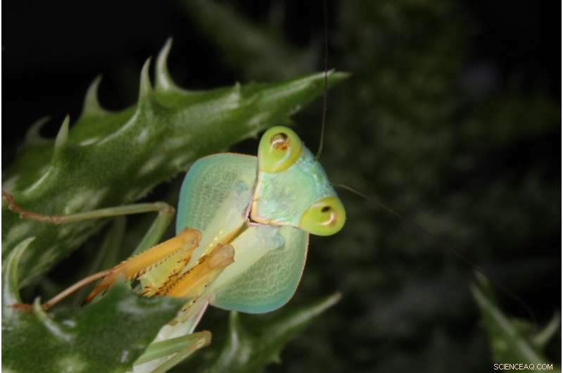 Praying Mantises as Pets: A Growing Trend?
