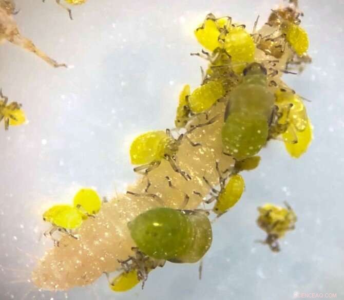 Gall-Forming Aphid Defends Itself Against Predators - A Novel Discovery