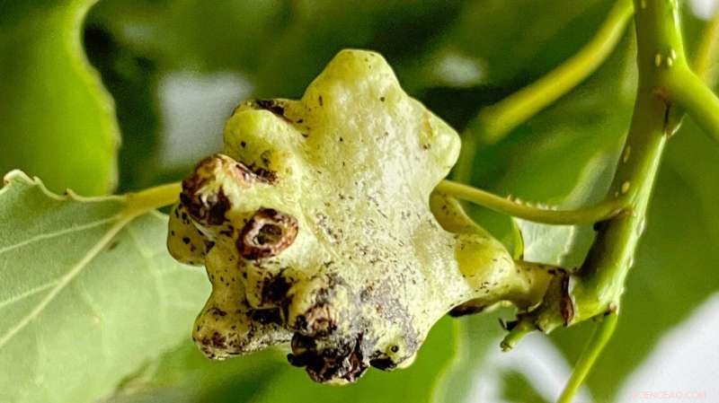 Gall-Forming Aphid Defends Itself Against Predators - A Novel Discovery