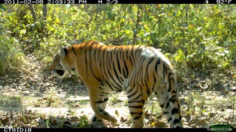 Protecting Tigers: Road & Railway Impacts in Nepal - U-M Study