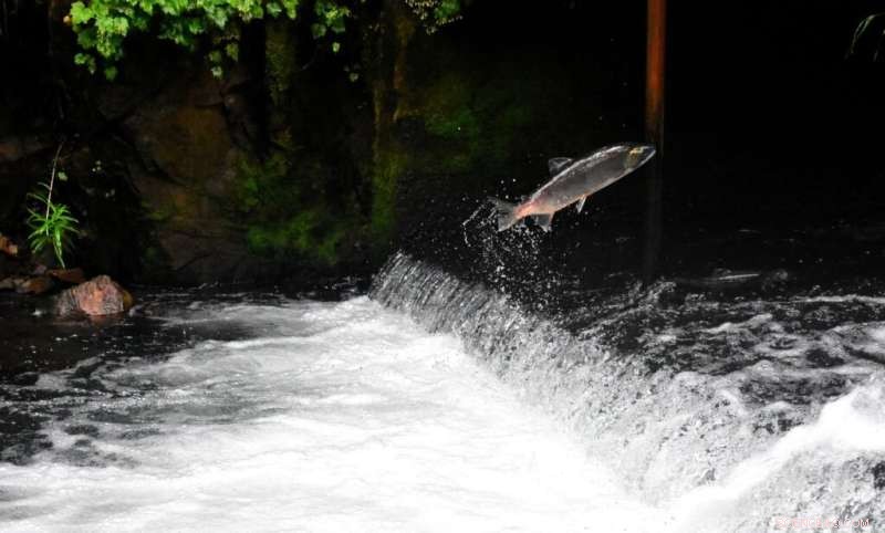 Understanding Salmon Health in British Columbia: Key Pathogens & Research
