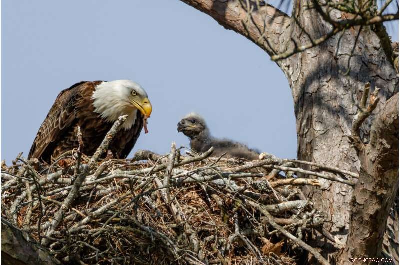 Citizen Science & Bird Monitoring: Leveraging Public Data for Research