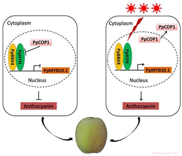 Light and Peach Skin Coloration: Understanding Anthocyanin Production