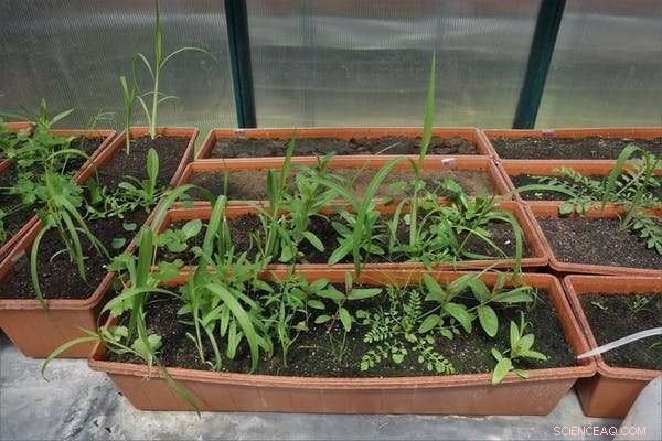 Plant Seed Dispersal: Balancing Ecosystem Health & Climate Resilience