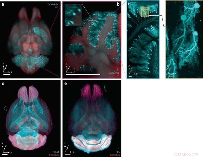 Hybrid Light-Sheet Microscope for Multi-Scale Imaging | [Your Company/Institution Name]