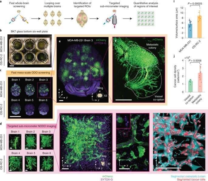 Hybrid Light-Sheet Microscope for Multi-Scale Imaging | [Your Company/Institution Name]
