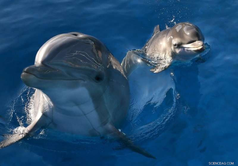 Dolphin Urine Recognition: How Dolphins Identify Friends