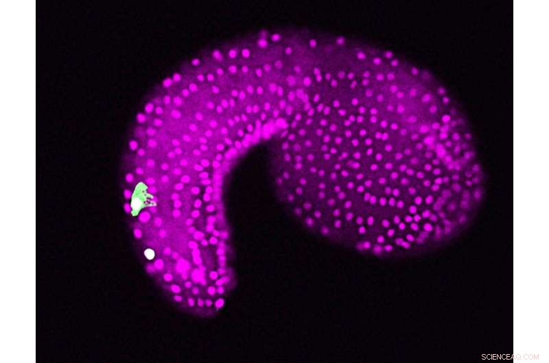 Genetic Roots of Animal Senses Uncovered: A New Evolutionary Insight