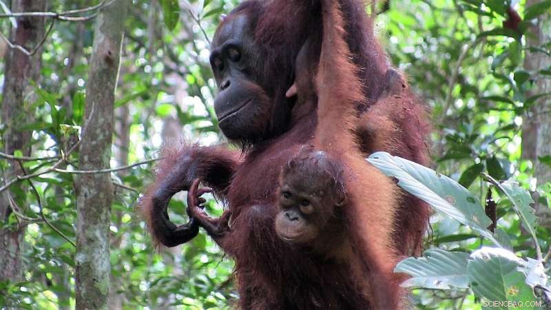 Orangutan Mother-Offspring Communication: A Behavioral Study