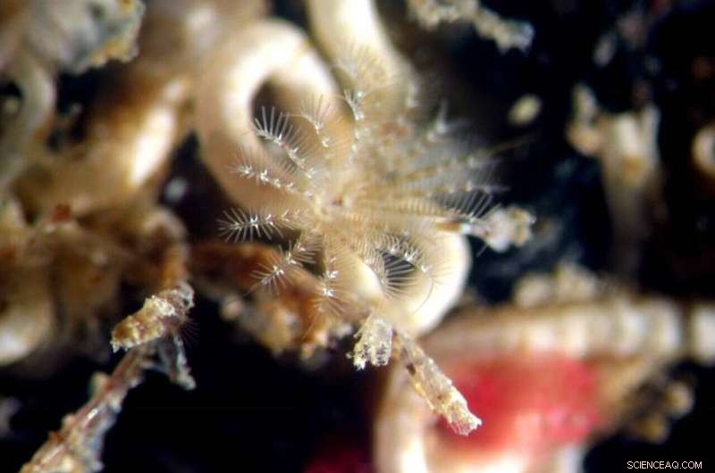 Bacterial Compound Triggers Transformation in Seafloor Animals