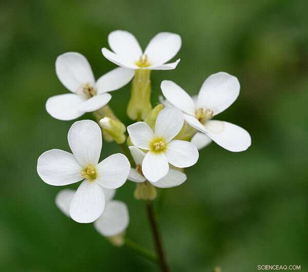 Molecular Mechanisms of Nutrient Transport Adaptation in Thale Cress