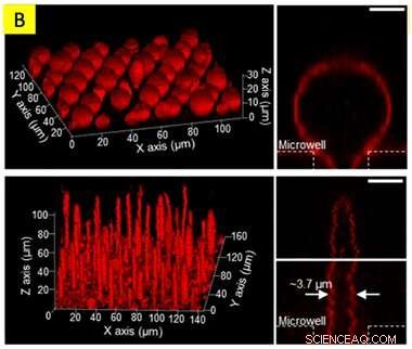 Novel Method Extends Artificial Cell Membrane Lifespan to 2 Months