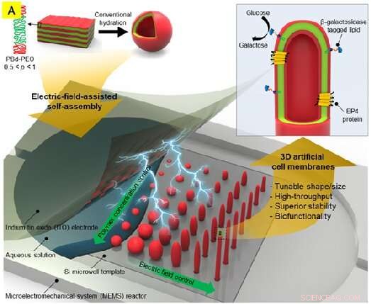 Novel Method Extends Artificial Cell Membrane Lifespan to 2 Months