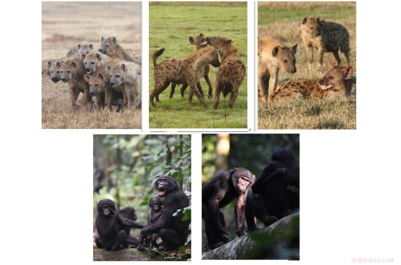 Bonobo Social Dynamics: New Insights into Sex & Power in Wild Animals