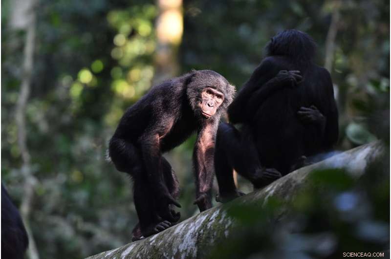 Bonobo Social Dynamics: New Insights into Sex & Power in Wild Animals