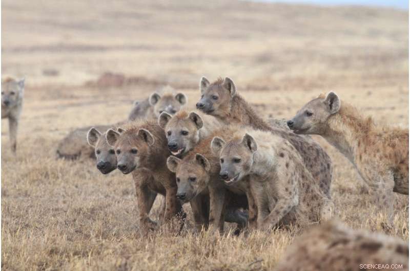 Bonobo Social Dynamics: New Insights into Sex & Power in Wild Animals