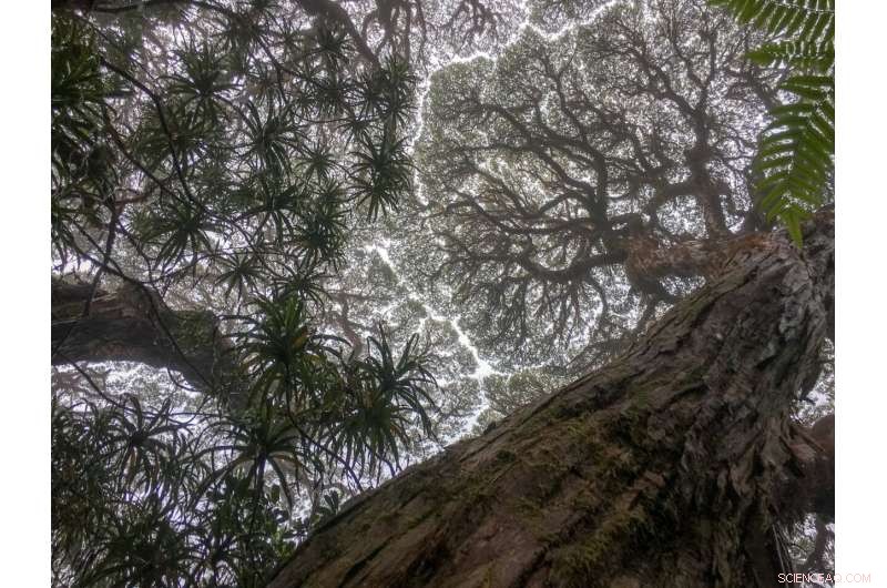 Accelerating Tree Mortality in Australian Rainforests: A Concerning Trend