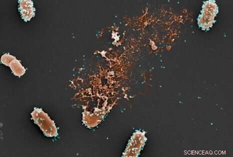 Accelerating Tree Mortality in Australian Rainforests: A Concerning Trend