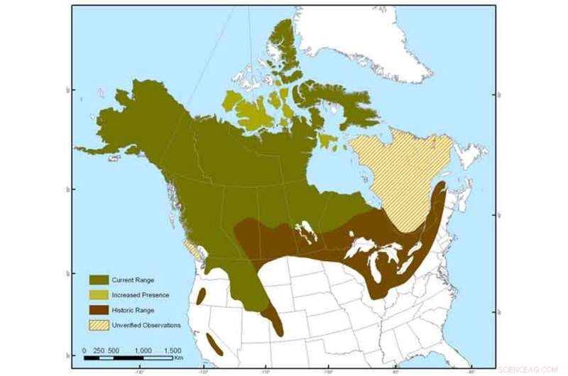 Wolverine Habitat Connectivity: Key to Conservation Efforts