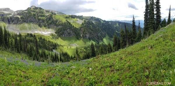 Wolverine Habitat Connectivity: Key to Conservation Efforts