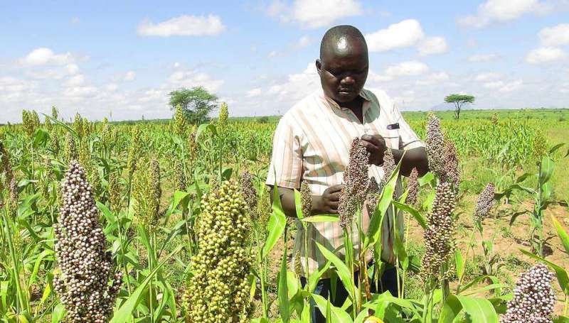 Developing Drought-Resistant Crops: A Solution to Global Food Security
