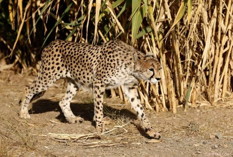 Critically Endangered Cheetah Cub Dies in Iran, Threatening Conservation