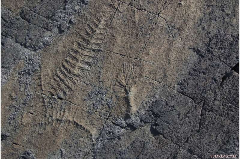 Ancient Ecosystems Preceded Cambrian Explosion: New Research Reveals