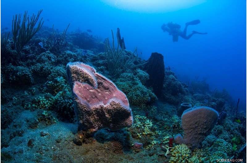 Coral Reefs Facing Extinction: A Critical Threat to Marine Life and Coastal Communities