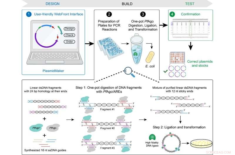 PlasmidMaker: Automated Platform for Efficient Plasmid Production