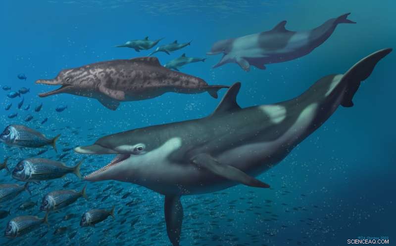 Ancient Dolphins Discovered in Former Swiss Ocean – New Species Identified