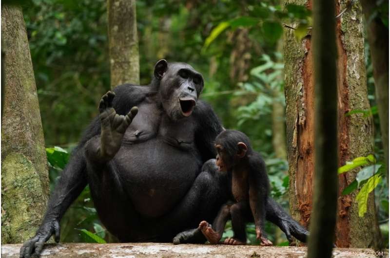 Chimpanzee Vocal Combinations Reveal Clues to Language Origins