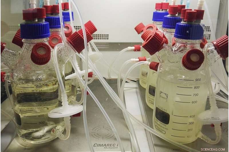 Sustainable Microbial Community Cultivation: A Loop Reactor System