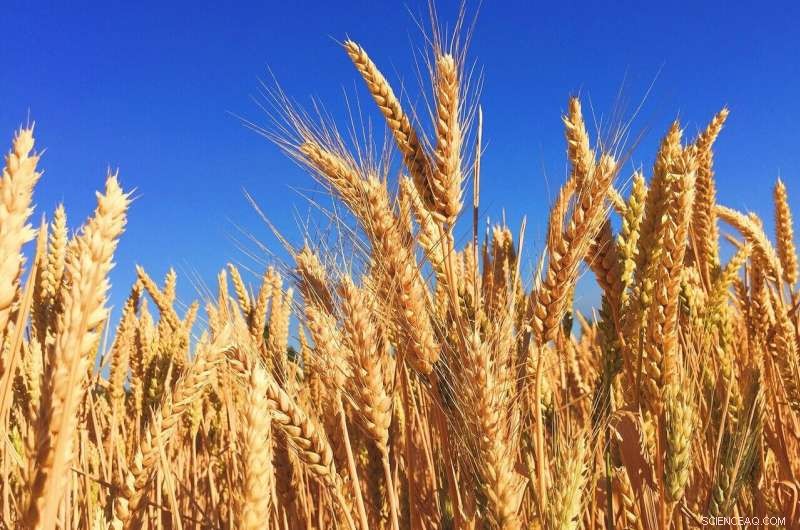 New Research Reveals Key Insights into Fusarium Wilt Disease