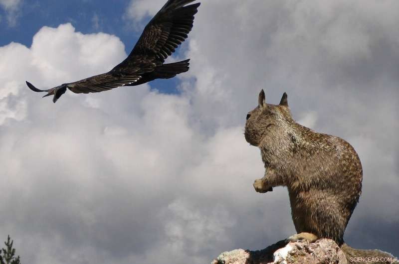 DDT Chemicals in California Condors: A New Concern for Conservation