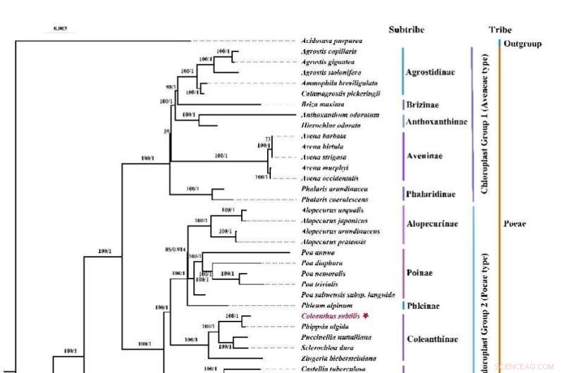Complete Chloroplast Genome Sequence of the Rare Grass *Coleanthus subtilis*