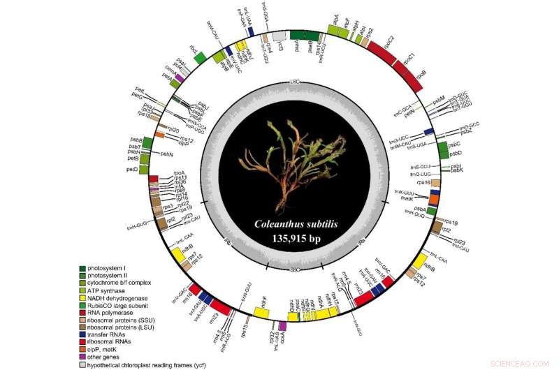Complete Chloroplast Genome Sequence of the Rare Grass *Coleanthus subtilis*