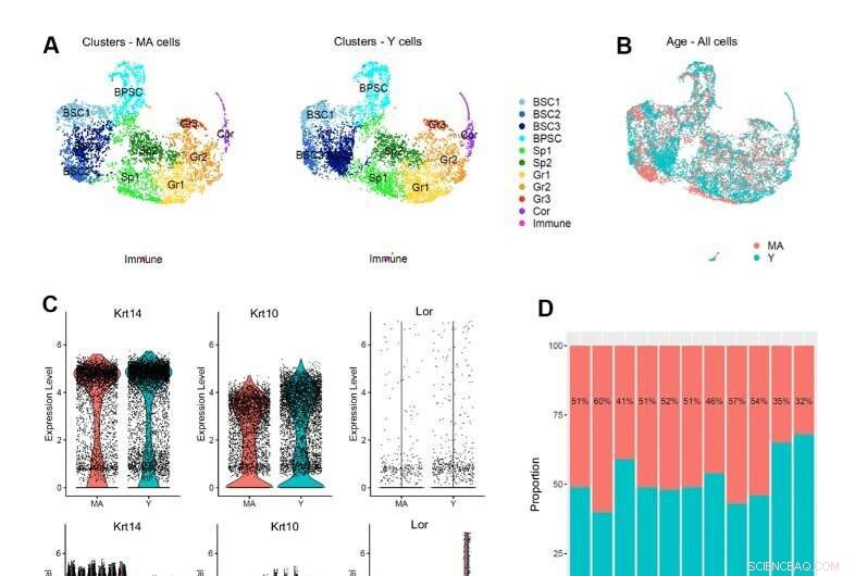 Naked Mole-Rat Skin Secrets: New Insights into Aging & Cellular Resilience