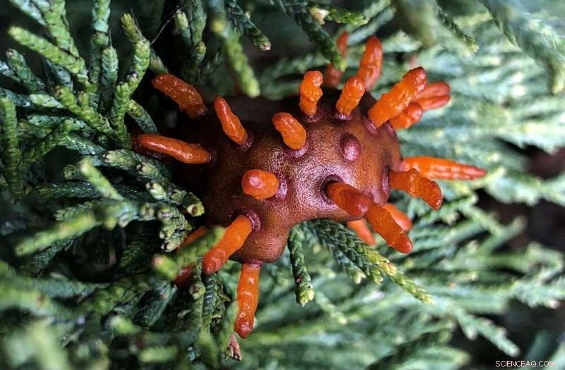 The Critical Role of Fungi in Global Conservation