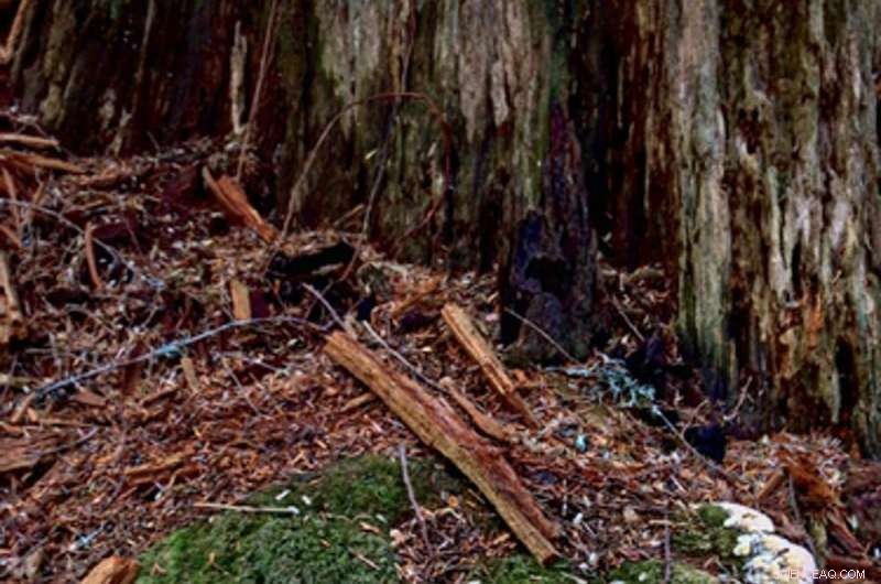 The Critical Role of Fungi in Global Conservation