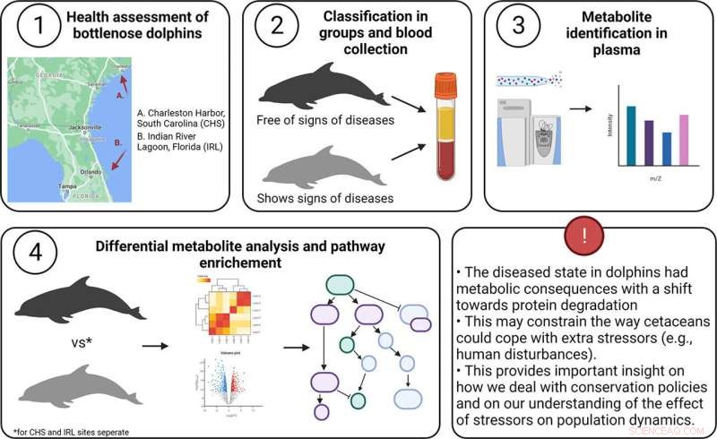 Starving Dolphins: How Disease Forces Energy Crisis & Conservation Implications
